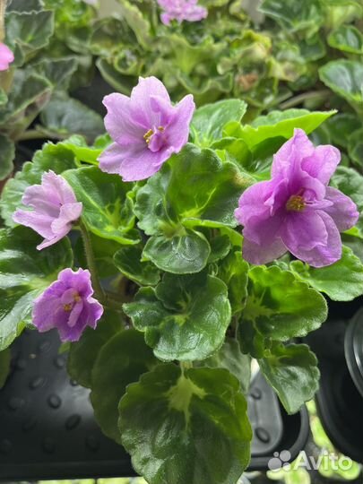 Сортовые фиалки