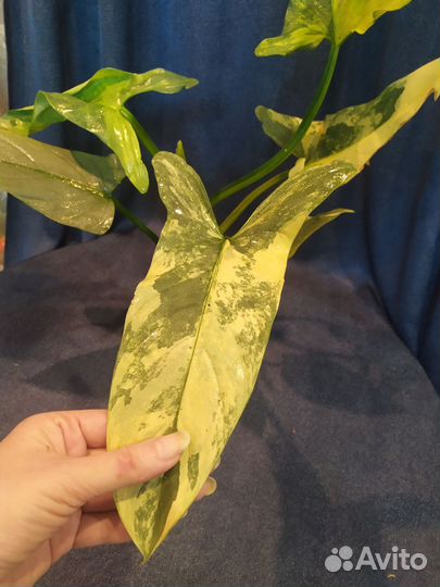 Филодендрон Silver Sword