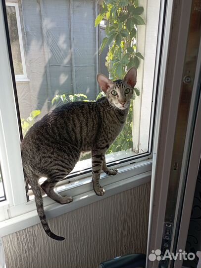 Кот петерболд, питомец