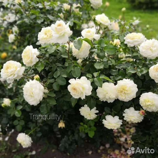 Разные сорта роз