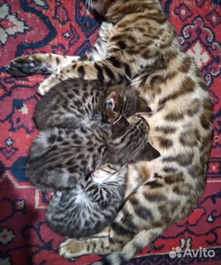 Бенгальская