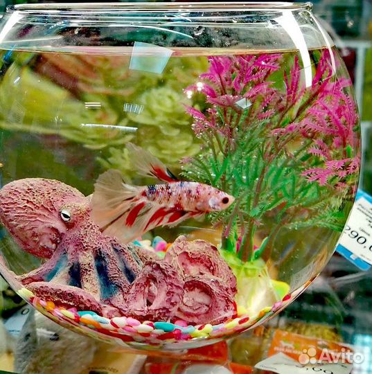 Рыбка петушок