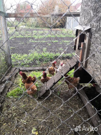 Куры несушки продам