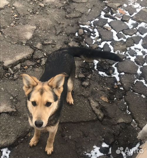 Собака в добрые руки