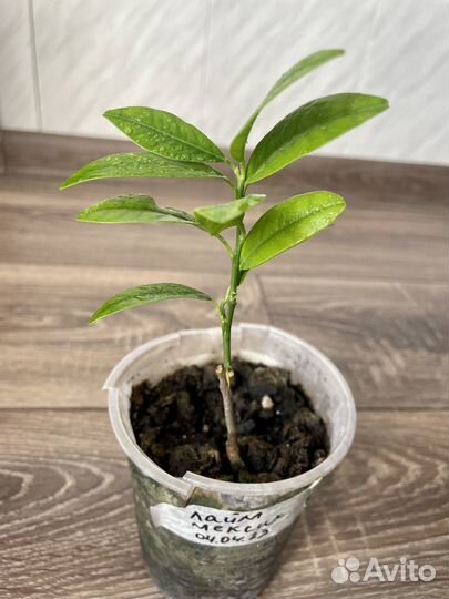 Цитрусы привитые