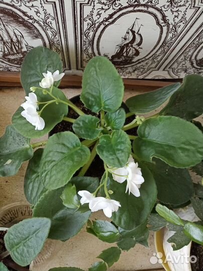 Цветы фиалки