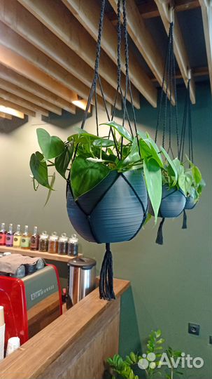 Озеленение кафе, ресторанов офисов