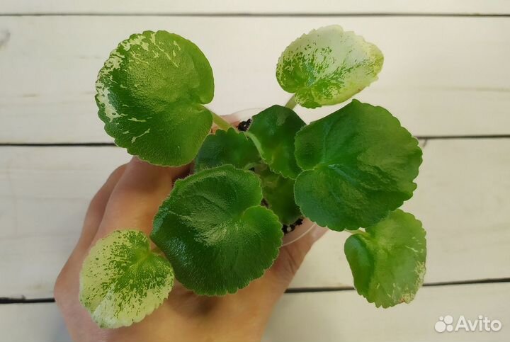 Фиалки сортовые