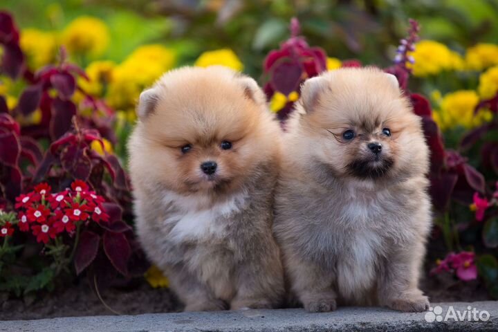 Померанский шпиц