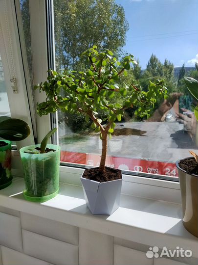 Портулакария Афра