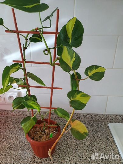 Филы, сингониумы, хавортия, пеперомия, кливия