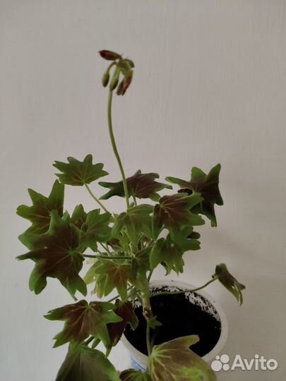 Пеларгония Ванкувер