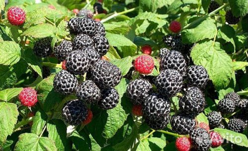 Ежемалина Кумберленд