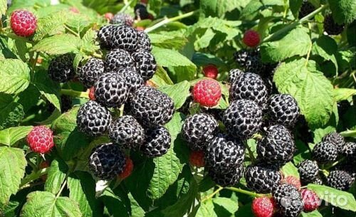 Ежемалина Кумберленд