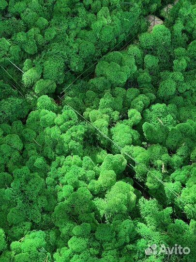 Стабилизированный мох ягель Лесной Зеленый