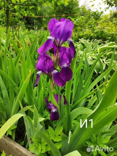 Ирисы