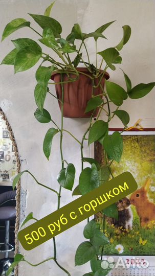 Продам цветы комнатные