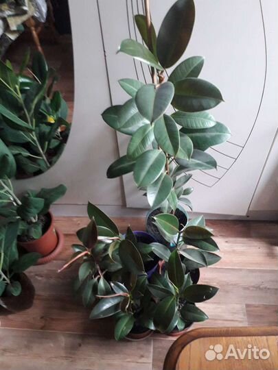 Фикусы 4 вида