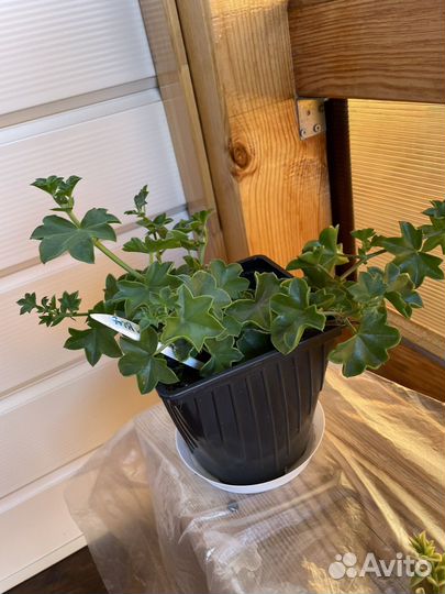 Пеларгония герань