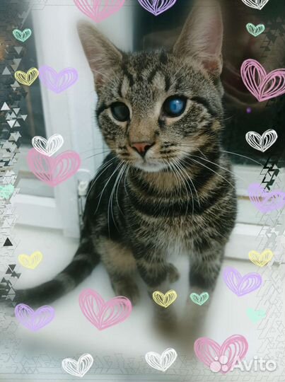 Кот Оскар. В добрые руки