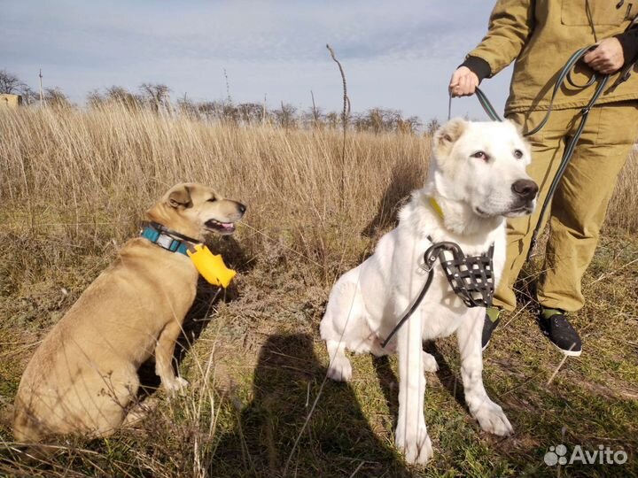 Кинолог (занятия с собаками). Зоопсихолог