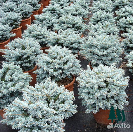 Ель голубая из питомника