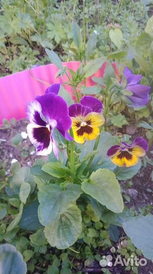 Анютины глазки рассада