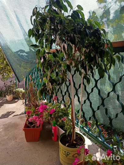 Фикус бенджамина