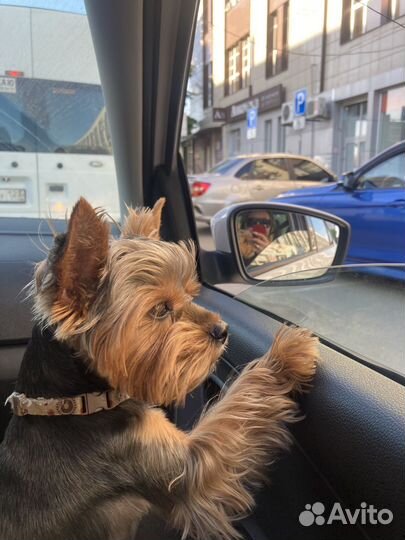 Вязка Йоркширский терьер мини