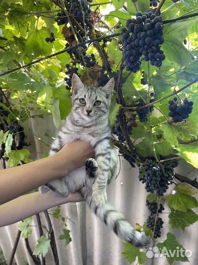 Молодая кошка Лана