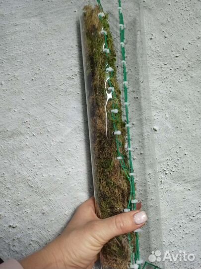 Тотем / опора для растений с прозрачной стенкой