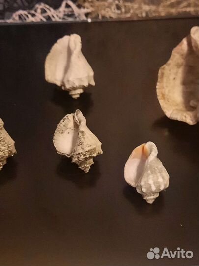 Морские ракушки раковины
