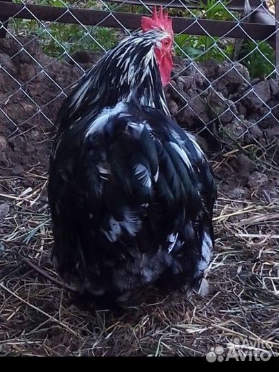 Карликовый кохинхин