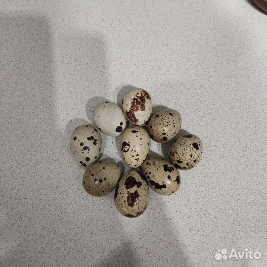 Перепелиное яйцо