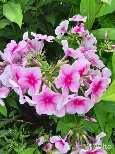 Многолетние цветы