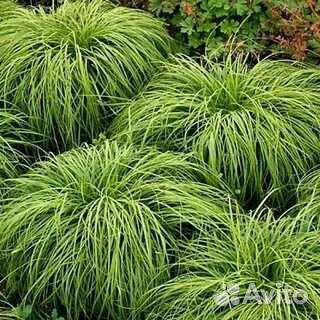 Осока The Beatles (Битлз)