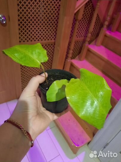 Калатея нетворк