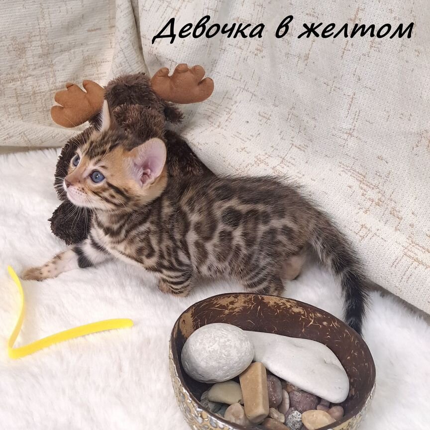 Бенгальские котята