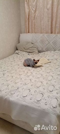 Канадский сфинкс вязка