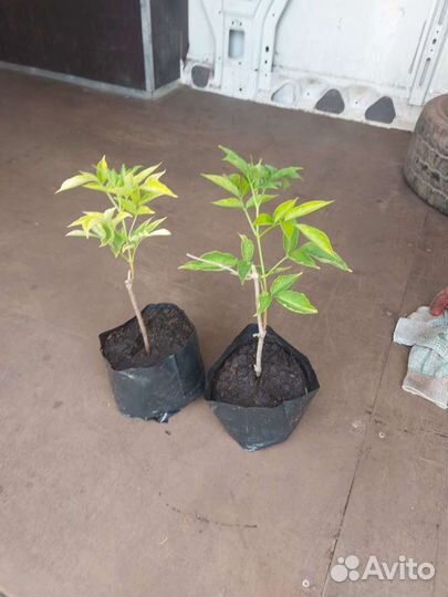 Бузина черная Аурея