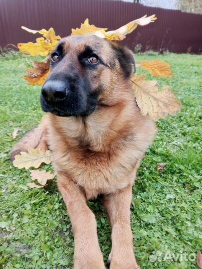 Немецкая Овчарка девочка