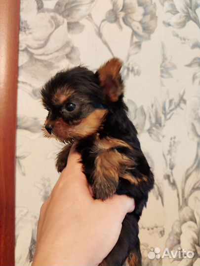 Йоркширский терьер