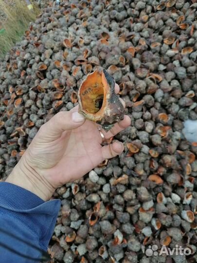 Морская Ракушка рапана