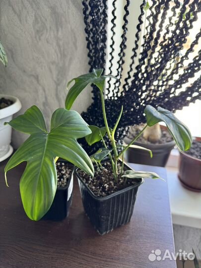 Комнатные растения