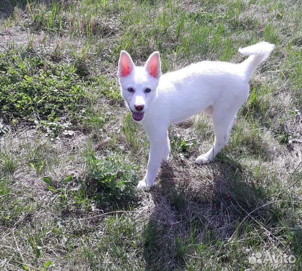 Хаски белый