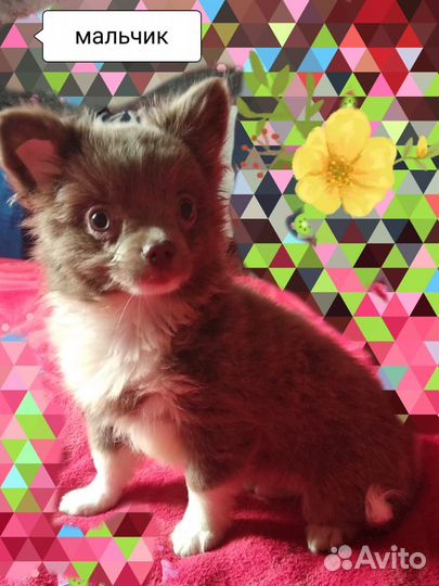 Щенки чихуахуа мальчики