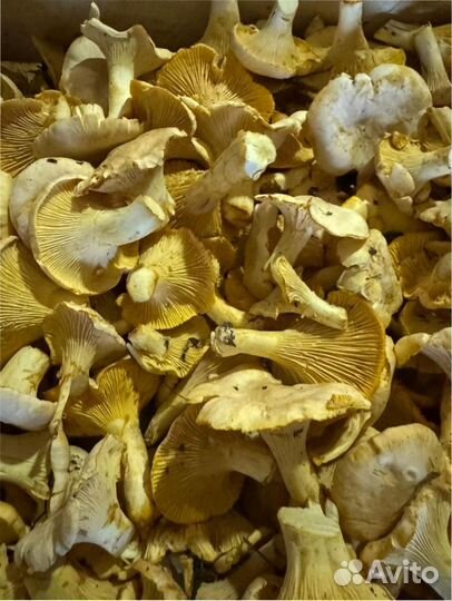 Лисичка свежая оптом