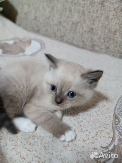Шотландские котята