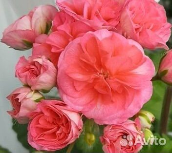 Пеларгония Ю Полонез