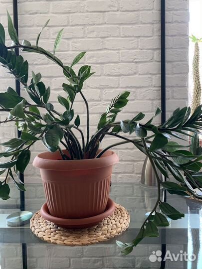 Замиокулькас